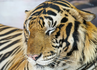close-up tiger sleeping in the Zoo, thailand