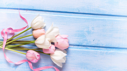 White and pink spring tulips and  pink ribbon  on  blue wooden b