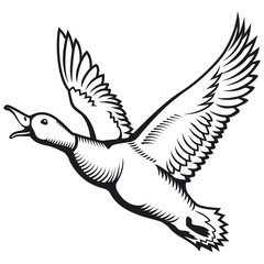 Flying wild duck vector illustration.