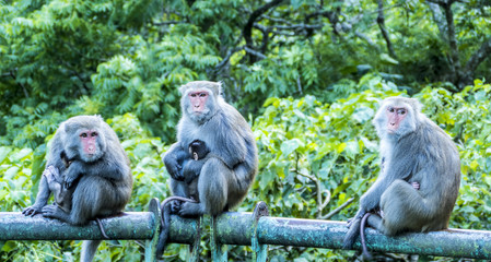Obraz premium monkey in the mountains with nice green for background