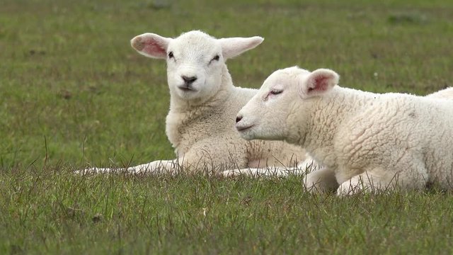 two white lamb lying  on meadow 