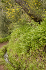 Promenade le long des levadas dans la Vallée do Paraiso (Madère)