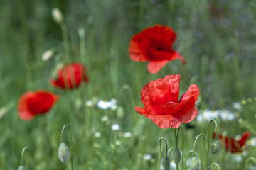 wild poppy flowers