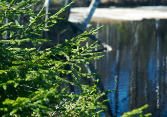Naklejka premium Spring flooding on the river