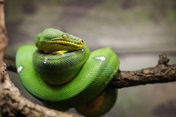 Green tree Python