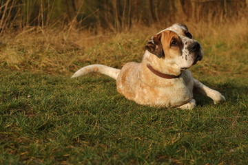 Obraz premium Hund/Mischling