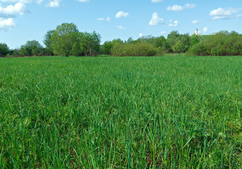 Fototapeta premium Russian spring meadow