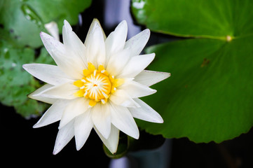 Top view,  The white water lily(Lotus) and leaves