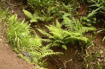 Promenade le long des levadas dans la Vallée do Paraiso (Madère)