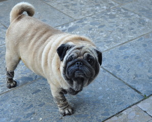 Pug stand alone on the ground