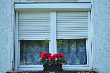 Geranium flowers on the window