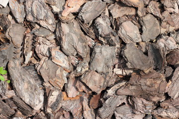 Background from pieces of tree bark