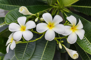 Fototapeta na wymiar Beautiful sweet white and yellow flower plumeria bunch in home 
