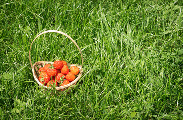 strawberries in the garden