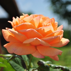 Orange rosebud with leafes