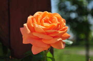 Orange rosebud with leafes