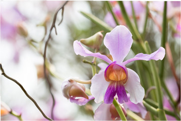 Beautiful wild flower orchid,Vanda teres syn. Papilionanthe tere