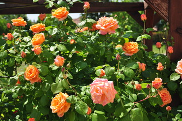 Orange rose garden