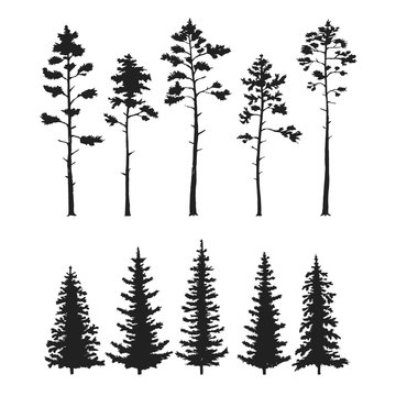 Vector set with pine trees isolated on white background