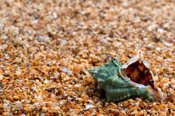 Wet seashell on sand