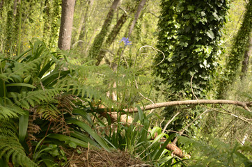 Promenade le long des levadas dans la Vall&eacute;e do Paraiso (Mad&egrave;re)