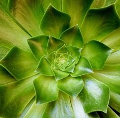 Close up of green Echeveria succulent in sunlight