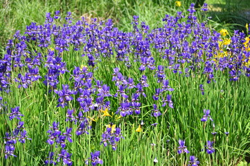 Blue meadow flower