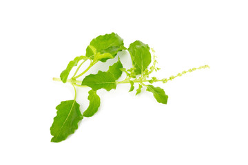 Naklejka premium Fresh basil leaves in closeup