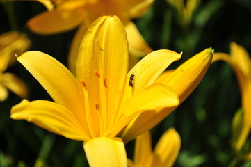 Yellow lily close-up