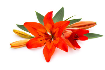 Lily flower with buds isolated on a white background.