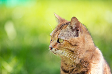 Portrait of cat walking outdoor