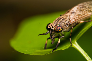 Fototapeta premium Pferdebremse
