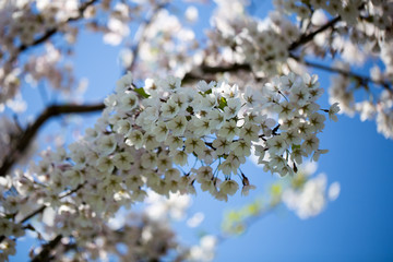 Cherry blossom background with spring day.