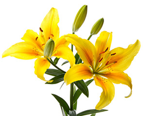 Fototapeta premium Yellow lilies