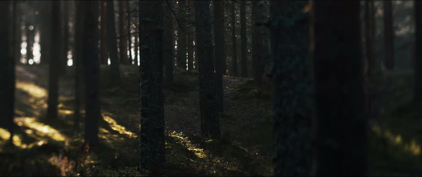 misty foggy forest during morning dawn haze 