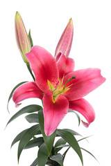 Big pink lilies