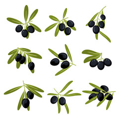 Organically grown black olive fruits on branches