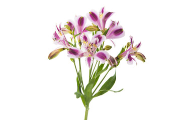 Violet Alstroemeria flower
