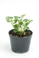 House plant in potted isolated on white background