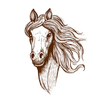 Beautiful young welsh cob horse sketch