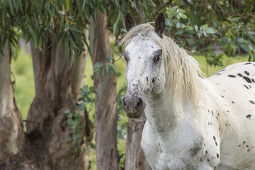 Obraz premium a saucy white appoloosa 2