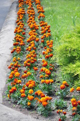 Tagetes line in the city