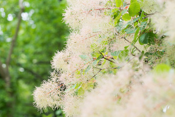 スモークツリー