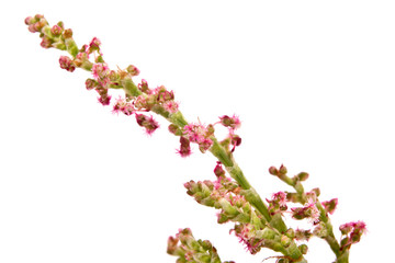 Flowering branches of sorrel