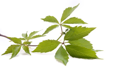 Branch of wild grapes