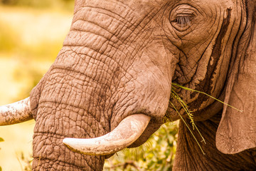 Wild African elephant feeding