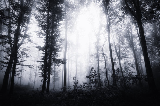 Fototapeta dark mysterious halloween forest landscape