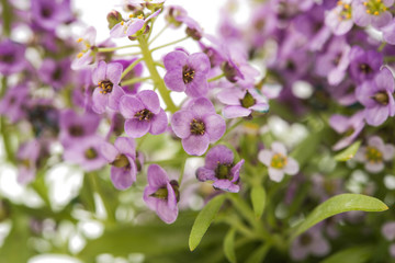 alyssum flower isolated