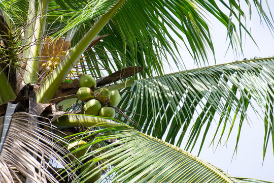 Cocotiers, palmiers, exotique
