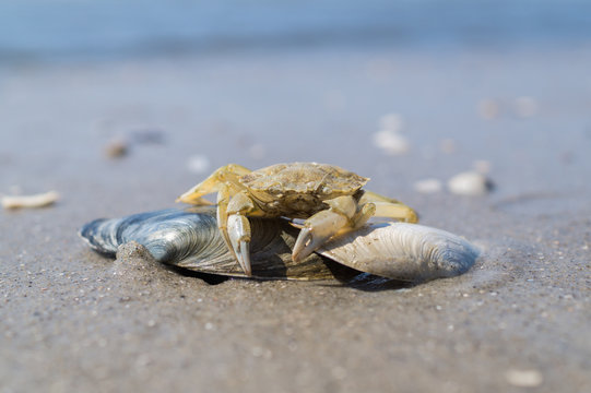 Krabbe an der Nordsee